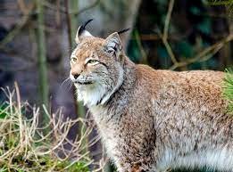 Опасный таганайский зверь