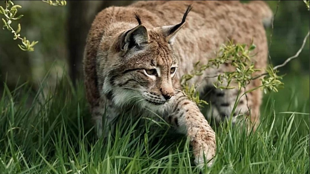 Опасный таганайский зверь