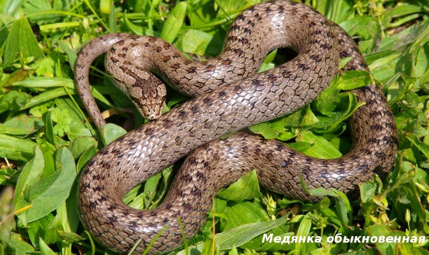 Какие змеи водятся в Златоусте?