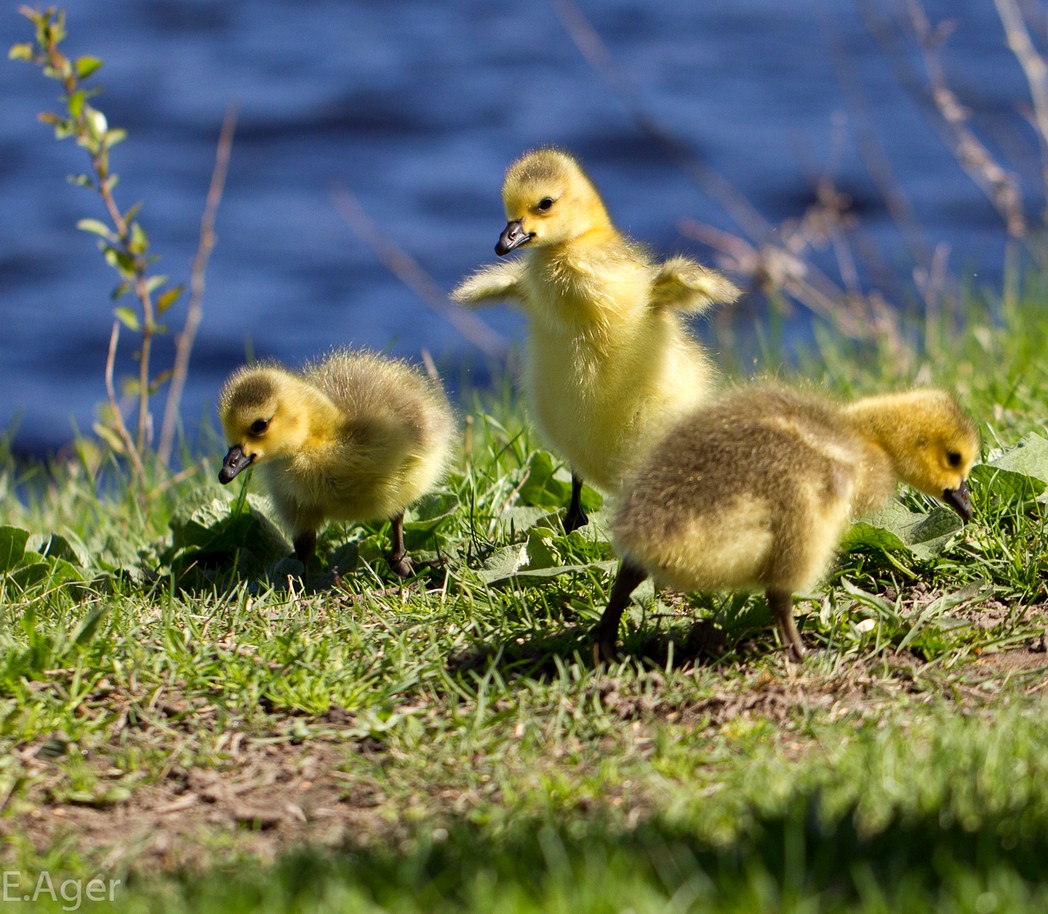 Об утках и утятах