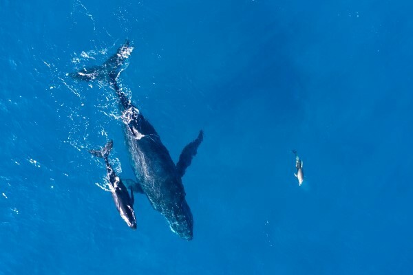 10 интересных фактов о животном мире