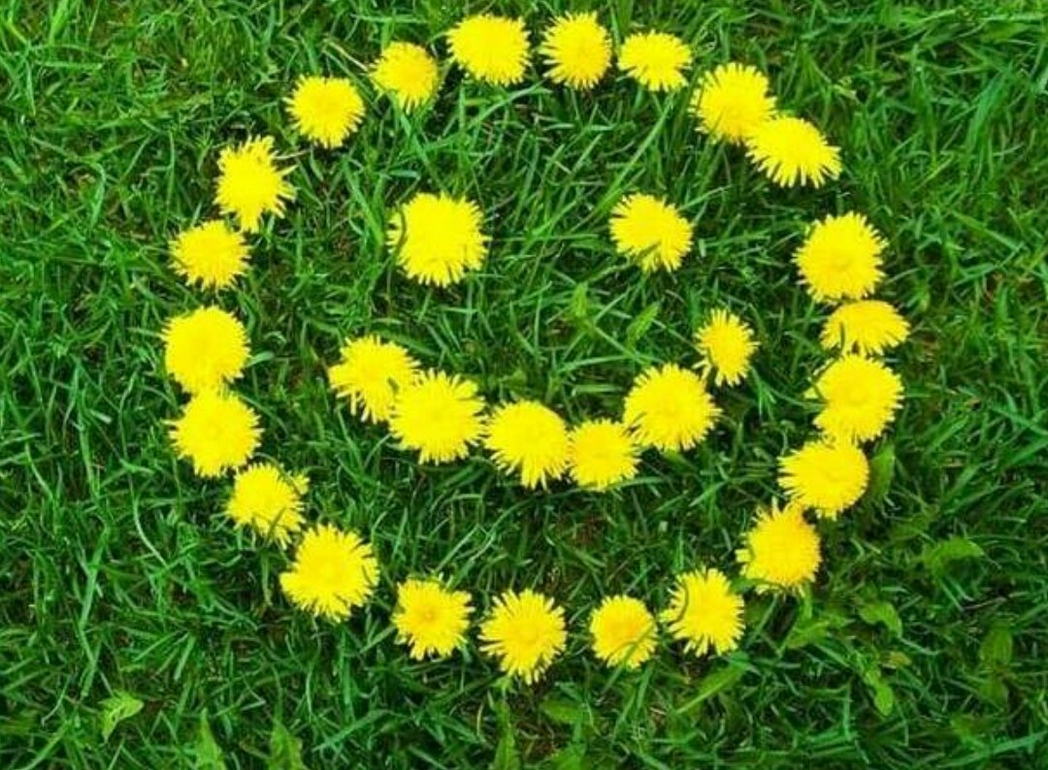 А вы знаете, что 13 мая отмечают Всемирный день одуванчика?