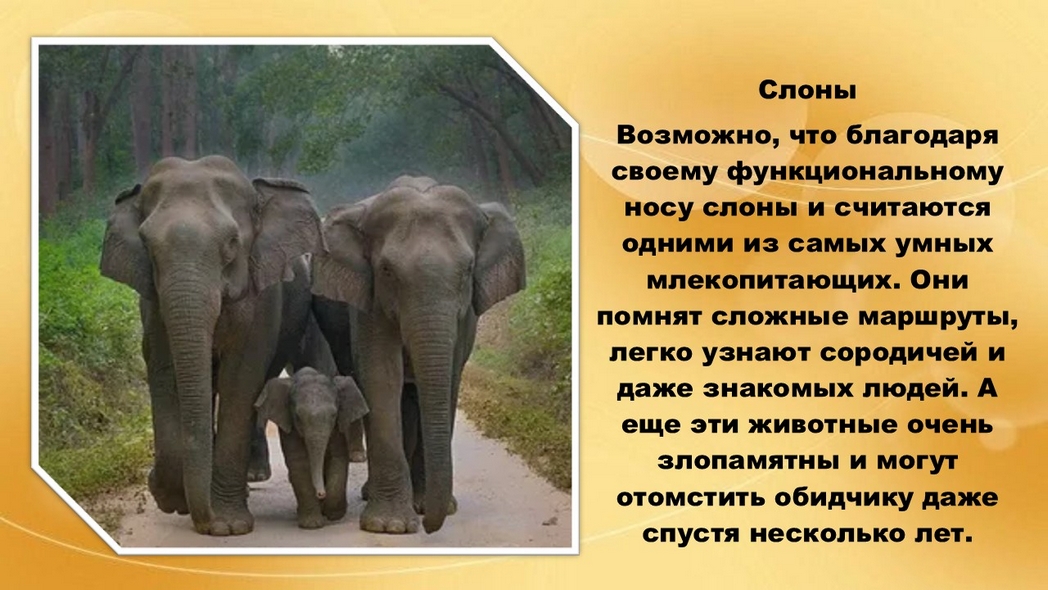 Хвостатые истории или самые умные животные на Земле