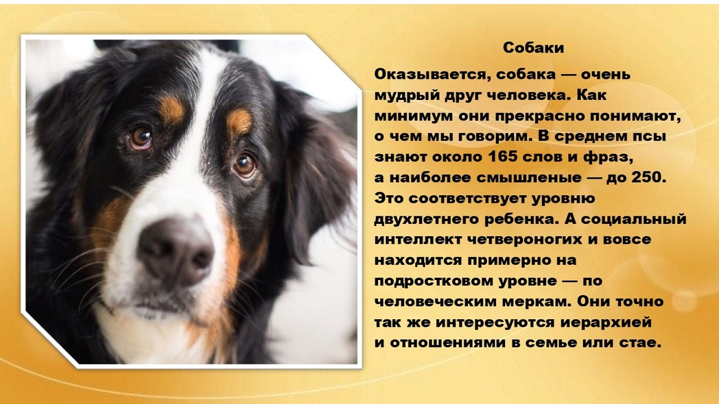 Хвостатые истории или самые умные животные на Земле