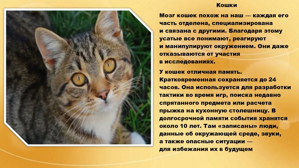 Хвостатые истории или самые умные животные на Земле