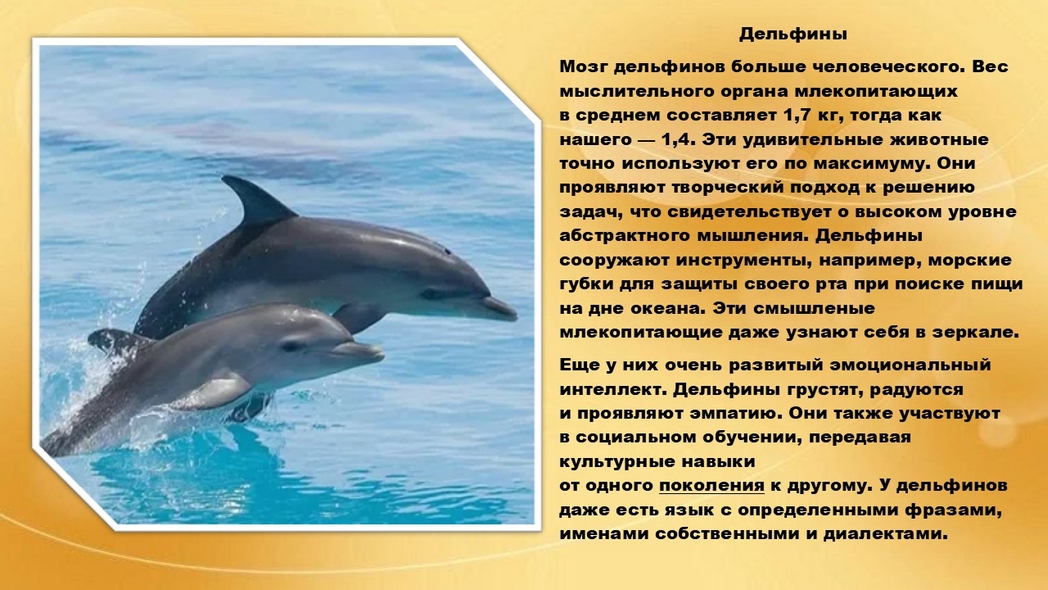 Хвостатые истории или самые умные животные на Земле