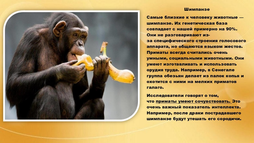 Хвостатые истории или самые умные животные на Земле